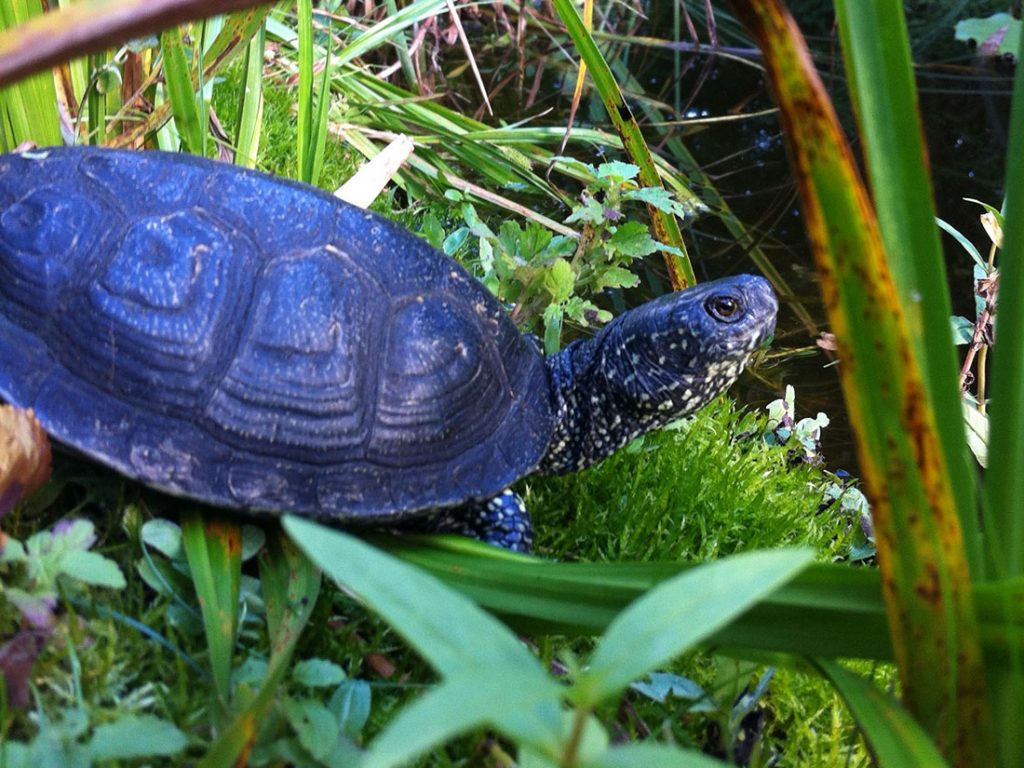 Schildkröten kaufen » Hier kauft man Schildkröten!